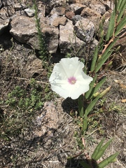 Ipomoea longifolia