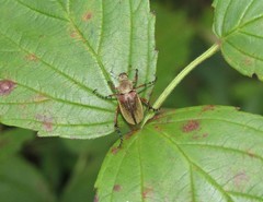 Macrodactylus subspinosus