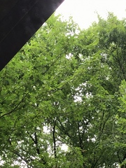 Crataegus marshallii