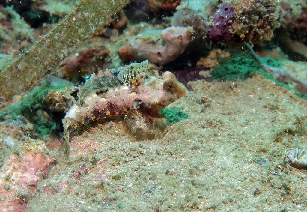 Bartels pitvis (Synchiropus bartelsi) — Callionymidae