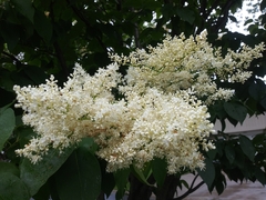 Syringa reticulata