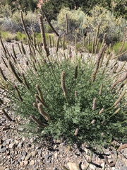 Dalea searlsiae