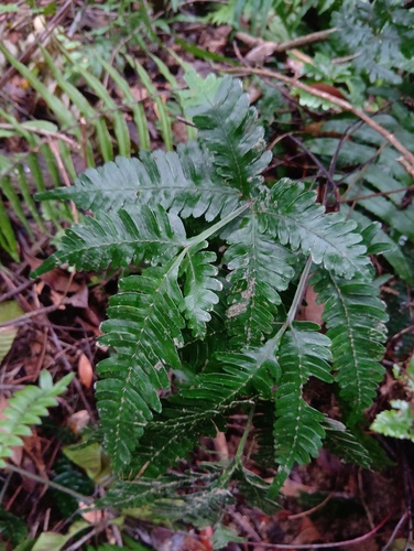 Pteris grevilleana iNat (3)