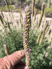 Dalea searlsiae