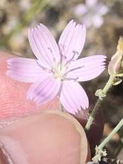 Stephanomeria exigua exigua