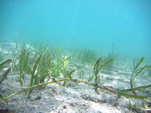 Image of Thalassia hemprichii by no rights reserved