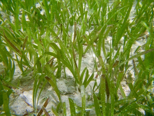 Image of Thalassia hemprichii by no rights reserved