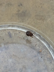 Steatoda