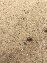 Steatoda