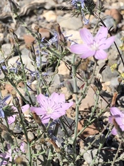 Stephanomeria exigua exigua