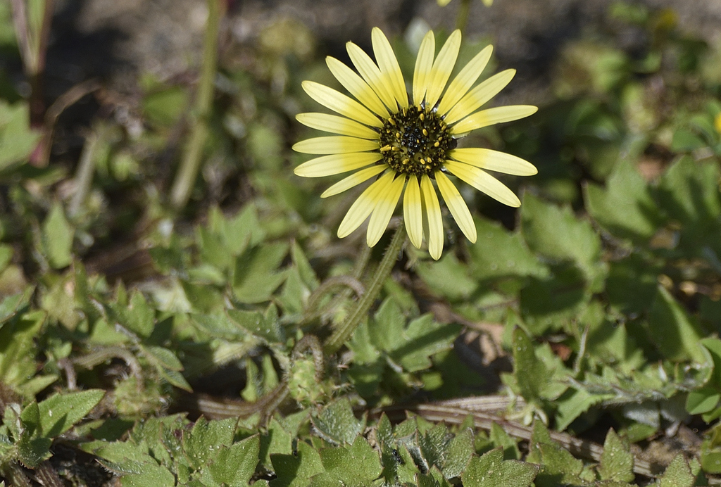 Capeweed from Spring Farm, NSW, Australia on September 9, 2024 at 09:13 ...