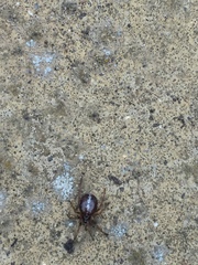 Steatoda