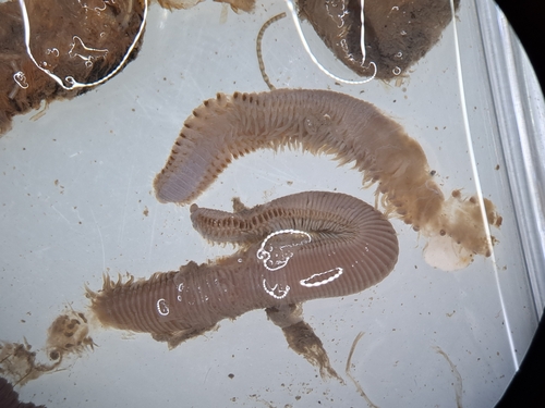 Naineris laevigata