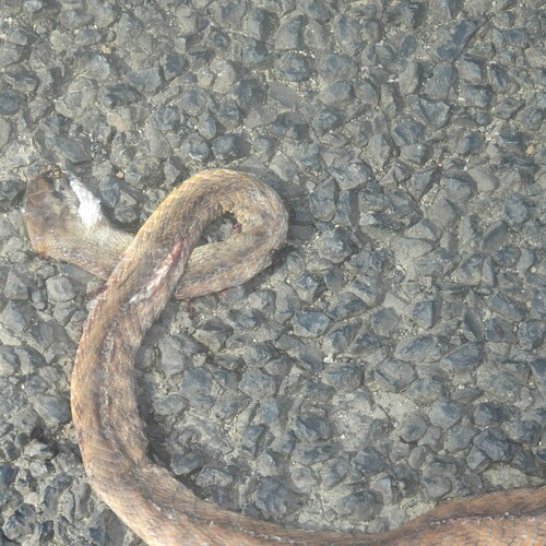 Brown Tree Snake sighting