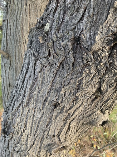 Slender Cypress-pine