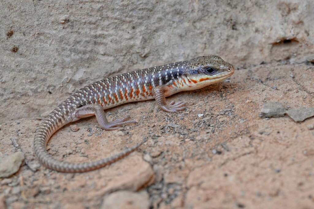 Algerian Skink