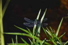 Leucorrhinia frigida