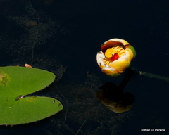 Nuphar variegata