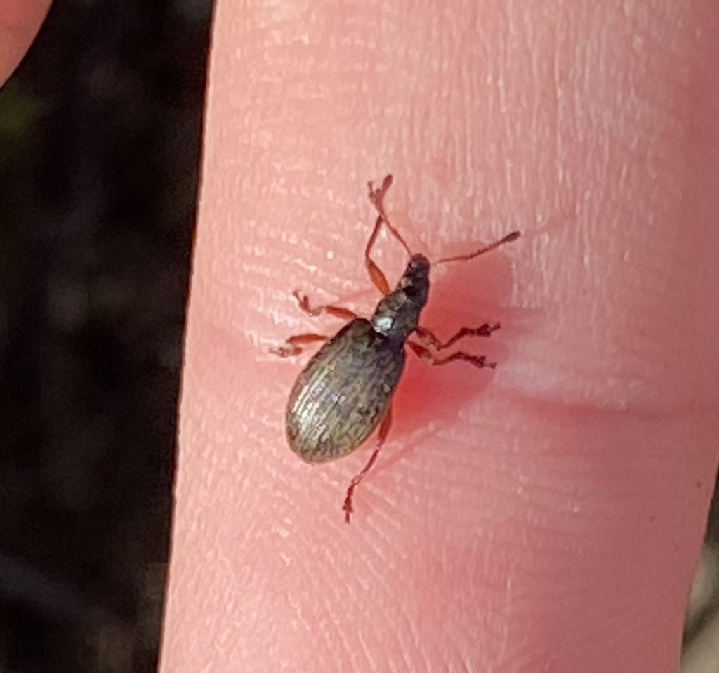 Ectemnorhinus viridis