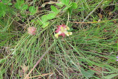 Trifolium fucatum
