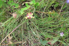 Trifolium fucatum