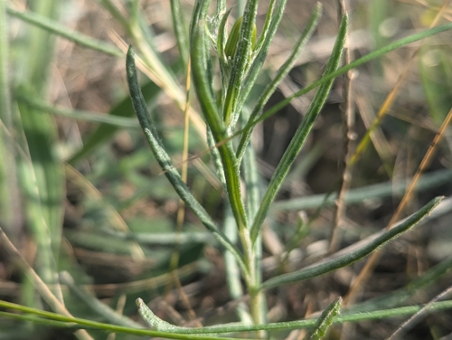 Senecio macrocarpus, photograph 2