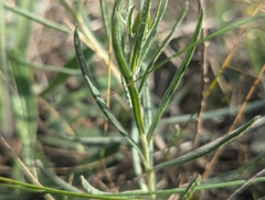 (c) Jacob Moore, some rights reserved (CC BY) Senecio macrocarpus, photograph (c) Jacob Moore, some rights reserved (CC BY)