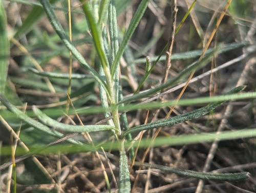 Senecio macrocarpus, photograph 3