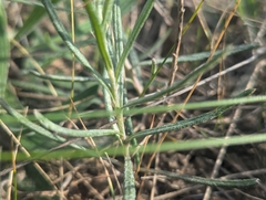 (c) Jacob Moore, some rights reserved (CC BY) Senecio macrocarpus, photograph (c) Jacob Moore, some rights reserved (CC BY)