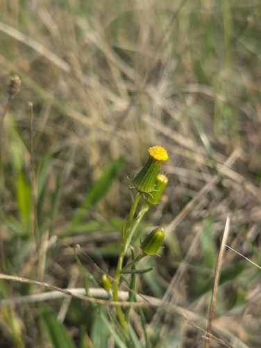 Senecio macrocarpus, photograph 1