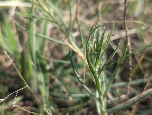 Senecio macrocarpus, photograph 4