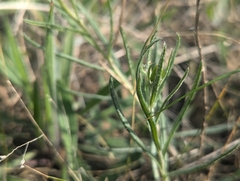 (c) Jacob Moore, some rights reserved (CC BY) Senecio macrocarpus, photograph (c) Jacob Moore, some rights reserved (CC BY)