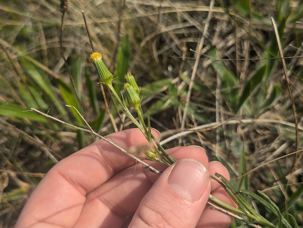 Senecio macrocarpus; photograph (c) Jacob Moore, some rights reserved (CC BY)