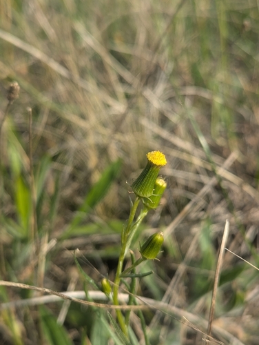 Senecio macrocarpus, photograph 6