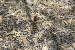 Opomydas limbatus