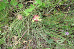 Trifolium fucatum