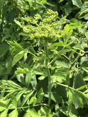 Pastinaca
