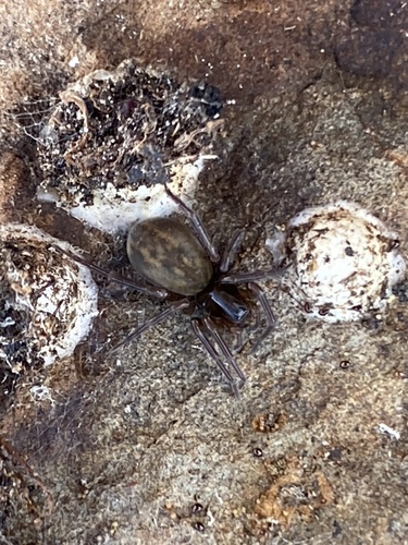 Myro kerguelenensis