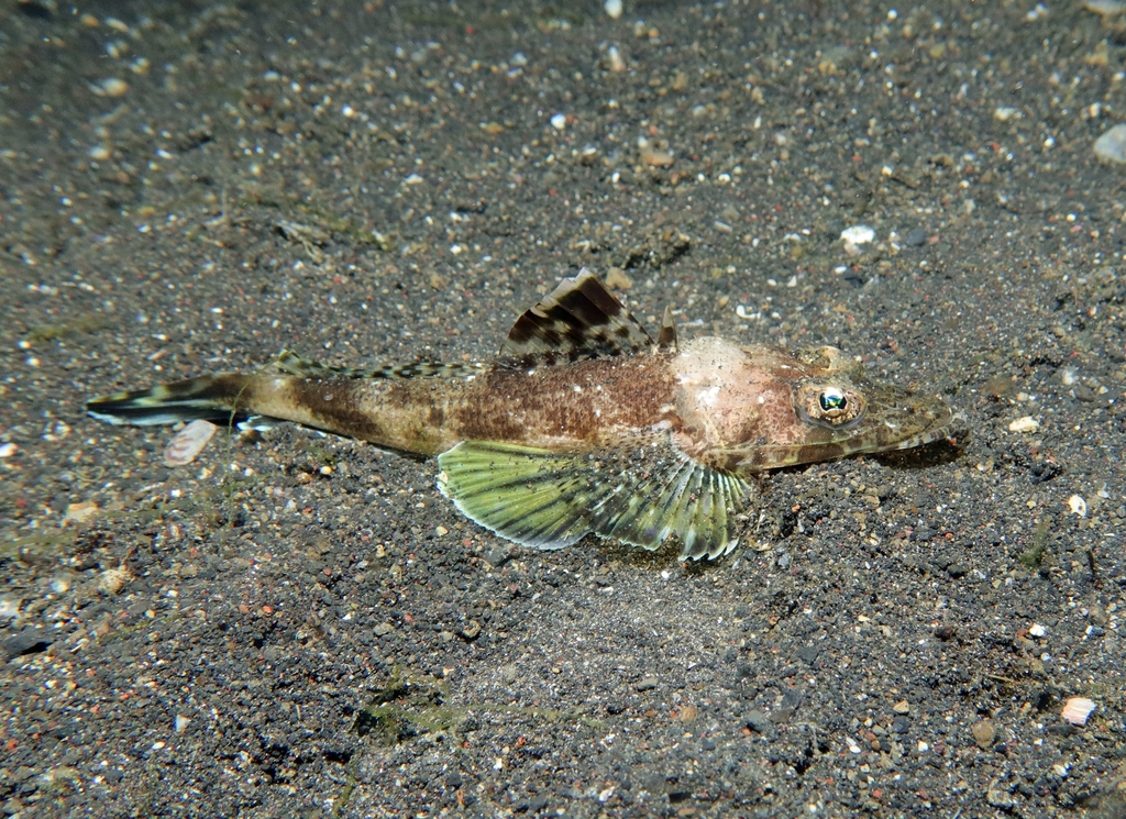 Black-Banded Flathead