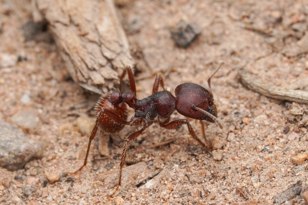 Red harvester ant (Pogonomyrmex barbatus)