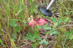 Trifolium fucatum