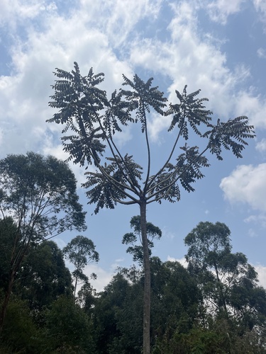 Polyscias fulva