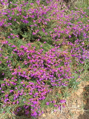 Penstemon heterophyllus australis