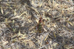 Opomydas limbatus