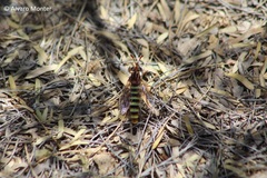 Opomydas limbatus