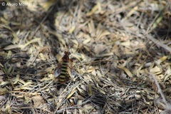 Opomydas limbatus