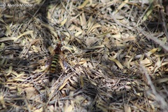 Opomydas limbatus