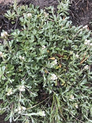 Antennaria rosea
