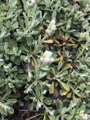 Antennaria rosea