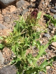 Cirsium arizonicum
